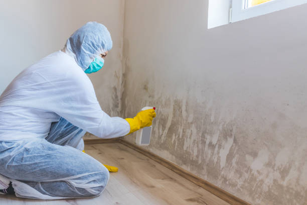 Licensed Basement Mold Remediation service in Thorofare, NJ - 24 Hour Mold Removal