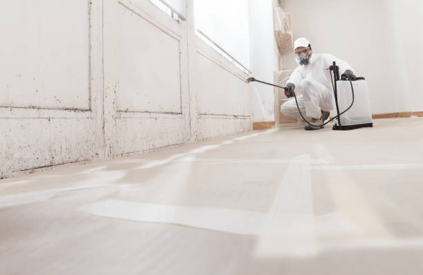 24/7 Emergency Basement Mold Remediation experts in Thorofare, NJ
