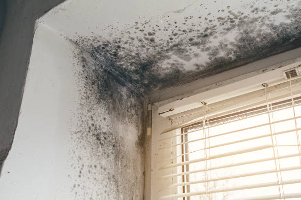 Affordable Basement Mold Remediation solutions in Thorofare, NJ