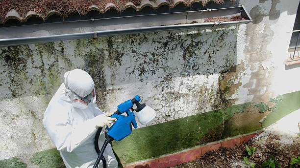 Top rated local Basement Mold Remediation specialists in Thorofare, NJ